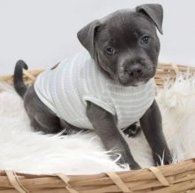 lovely American stafford shire puppies for adoption Image eClassifieds4U