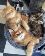 Pedigree Maine Coon Kittens Image eClassifieds4u 2