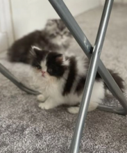 Persian kittens available for adoption Image eClassifieds4u 2