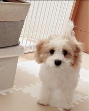 pretty cavachon puppies for free adoption Image eClassifieds4U