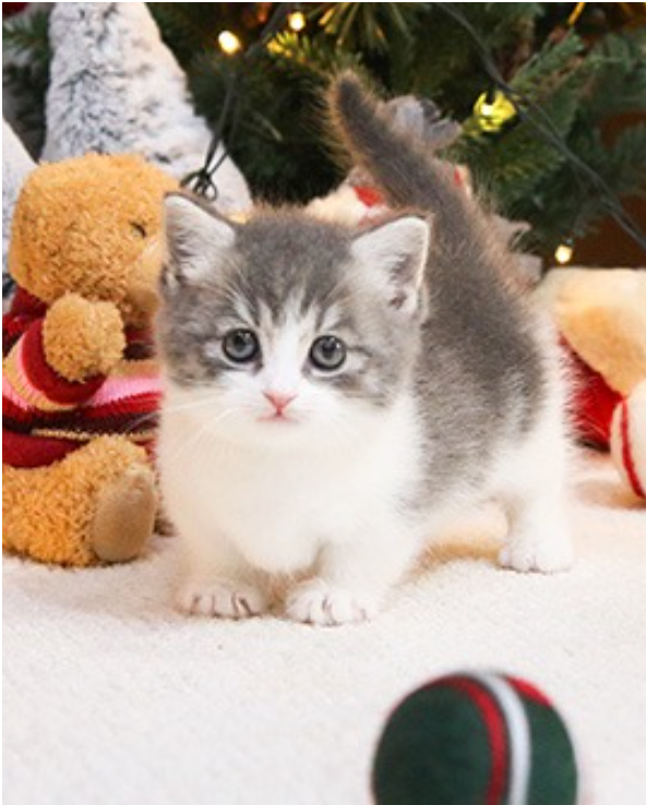 Munchkin kittens for sale Image eClassifieds4u