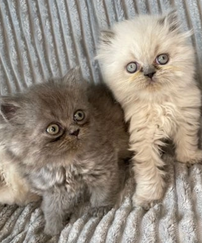 Persian kittens available for adoption Image eClassifieds4u