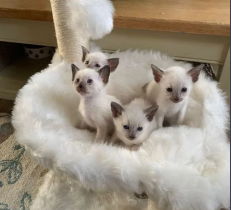Siamese kittens for sale Image eClassifieds4u