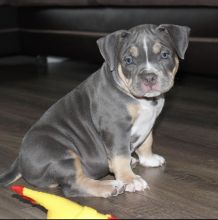 Adorable American bully puppies for adoption