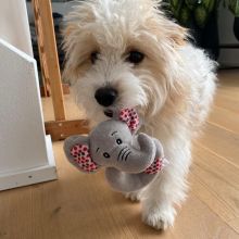 Adorable cavapoo puppies for adoption