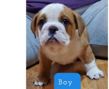 Amazing english bulldog puppies for adoption