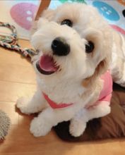 Beautiful cavachon puppies for adoption