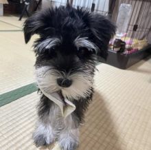 Beautiful Schnauzer puppies for free adoption