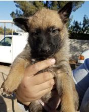 Belgian malinois puppies for free adoption