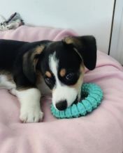 cute and adorable welsh corgi for adoption