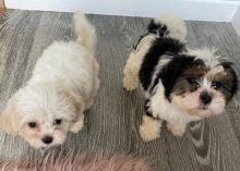 Lovely Shih Tzu puppies for adoption