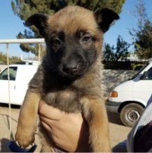 Male and female Belgian malinois puppies for free adoption