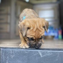 Male and female Cane corso puppies for free adoption