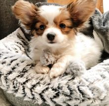 Papillon puppies for free adoption, male and female available