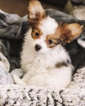 Papillon puppies for free adoption, male and female available