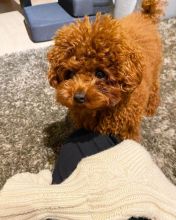 Pretty toy poodle puppies for adoption.