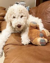 Smart labradoodle puppies for adoption.