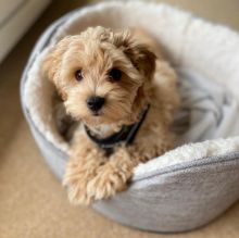 Smart maltipoo puppies for adoption.