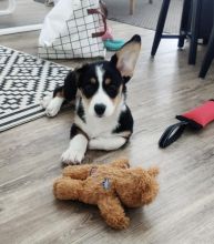 Smart welsh corgi puppies for adoption.