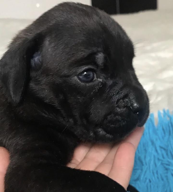 Cane corso puppies for adoption , male and female available Image eClassifieds4u