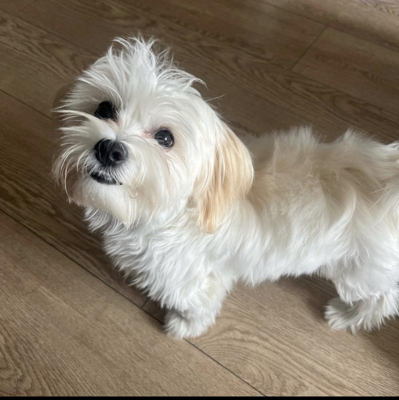 Fantastic morkie puppies to be re-home Image eClassifieds4u