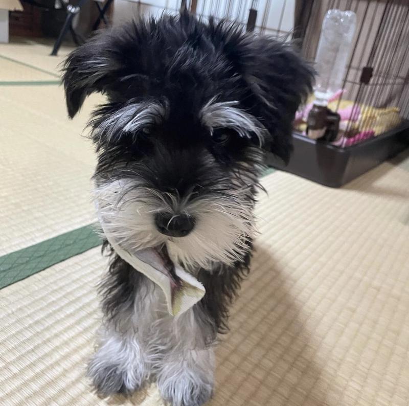 lovely schnauzer puppies for adoption Image eClassifieds4u