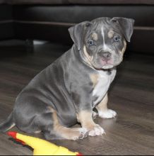 Adorable American bully puppies for adoption Image eClassifieds4U