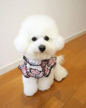 pretty bichon frise puppies for adoption Image eClassifieds4U
