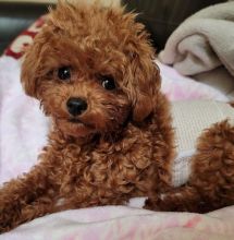 Pretty toy poodle puppies for adoption. Image eClassifieds4U