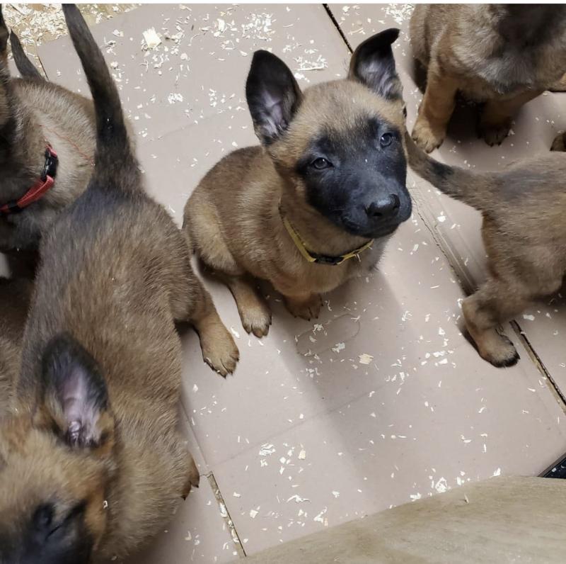 We are given out this cute Belgian malinois puppies for free adoption Image eClassifieds4u