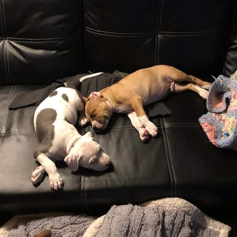 Adorabl pit bull puppies available for adoption. (douglasarmel62@gmail.com) Image eClassifieds4u