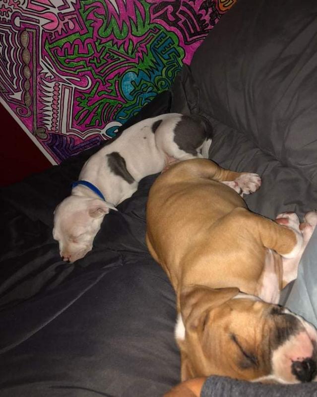 Adorabl pit bull puppies available for adoption. (douglasarmel62@gmail.com) Image eClassifieds4u