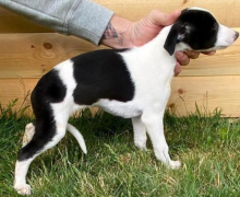 KC Whippet Pups for sale