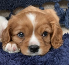 Cavalier King Charles pups available ( awesomepets201@gmail.com )