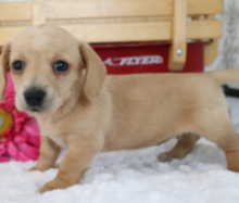 Dachshund miniature pups for sale