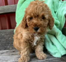Gorgeous mini Goldendoodles DNA tested