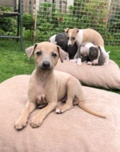 Italian Greyhound pups available