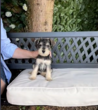 KC registered Miniature Schnauzer puppies for sale