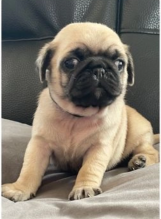 Pug puppies for sale