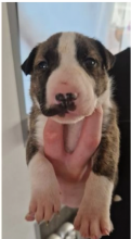 Pure bred Bull terrier pups for sale