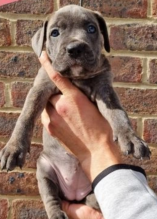 Pure breed Cane Corso pups for sale