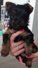 Teacup Yorkie pups for rehoming
