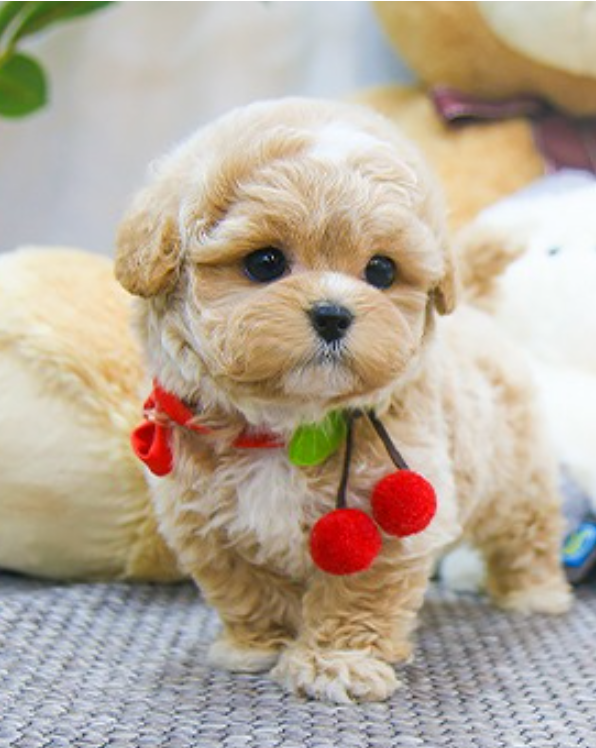 Amazing Maltipoo pups available for sale Image eClassifieds4u