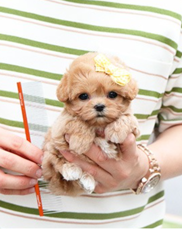 Amazing Maltipoo pups available for sale Image eClassifieds4u