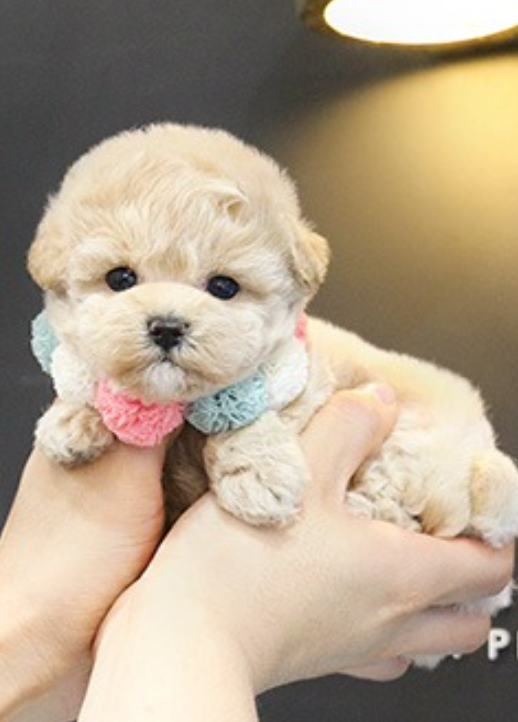 beautiful Toy Poodle pups for sale Image eClassifieds4u