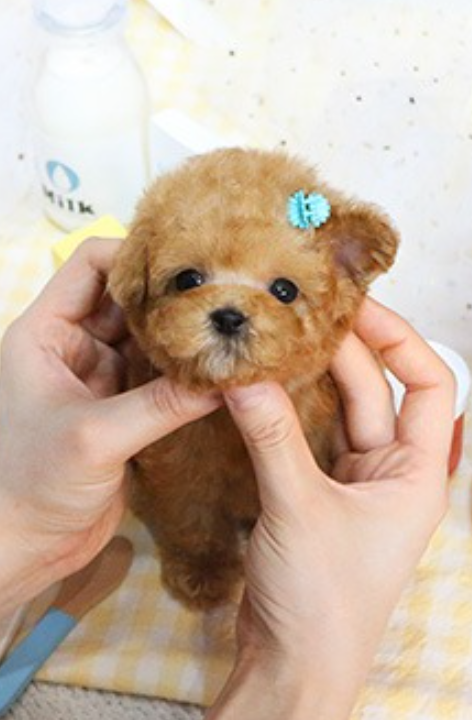 beautiful Toy Poodle pups for sale Image eClassifieds4u