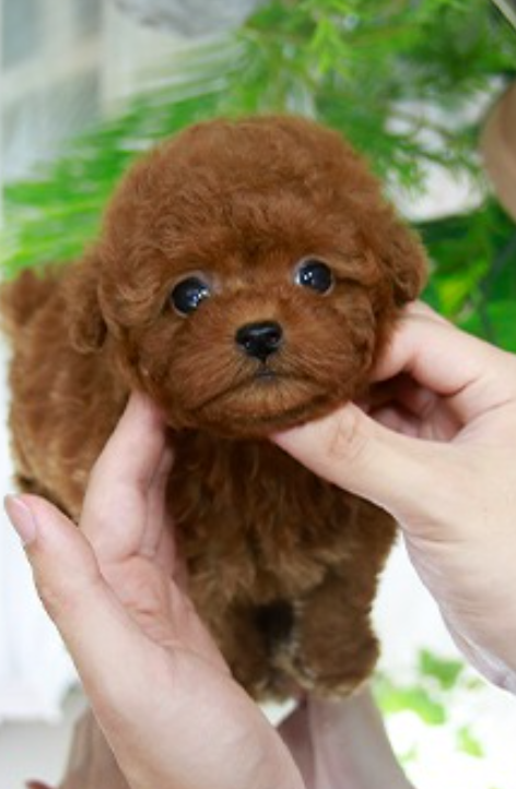 beautiful Toy Poodle pups for sale Image eClassifieds4u