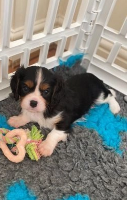 Cavalier King Charles pups available Image eClassifieds4u