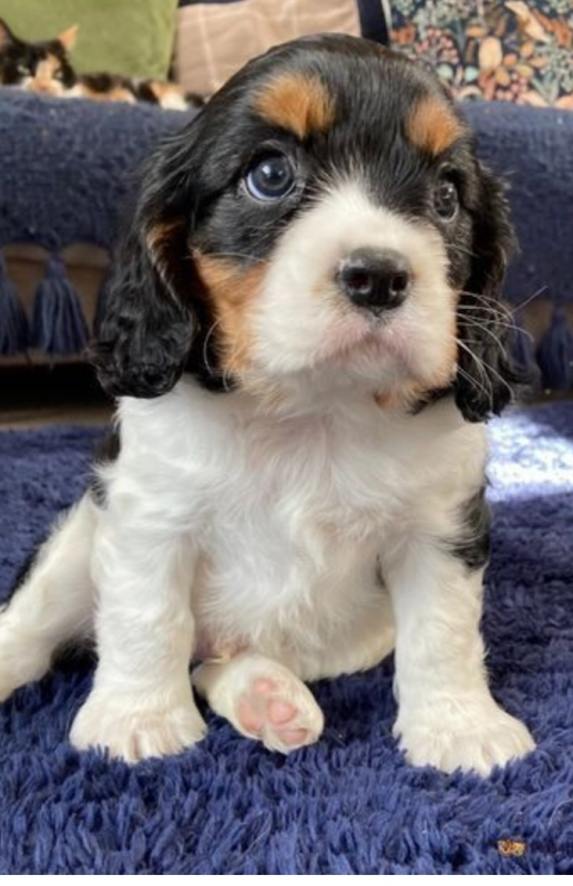 Cavalier King Charles pups available Image eClassifieds4u