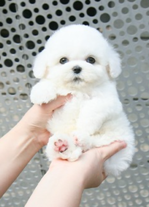 Cute Bichon frise pups for sale Image eClassifieds4u